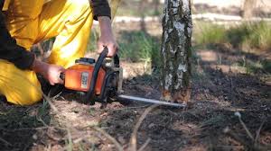 How Our Tree Care Process Works  in  Tipton, CA