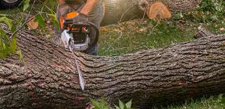 Best Stump Grinding and Removal  in Tipton, CA