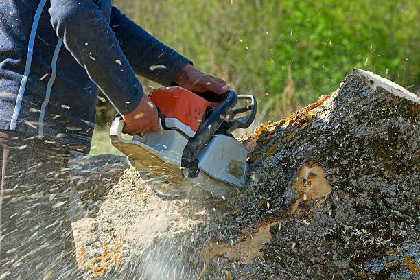 Best Arborist Consultation Services  in Tipton, CA